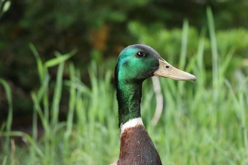 Free A detailed close-up of a male mallard duck in lush Minnesota greenery during spring. Stock Photo