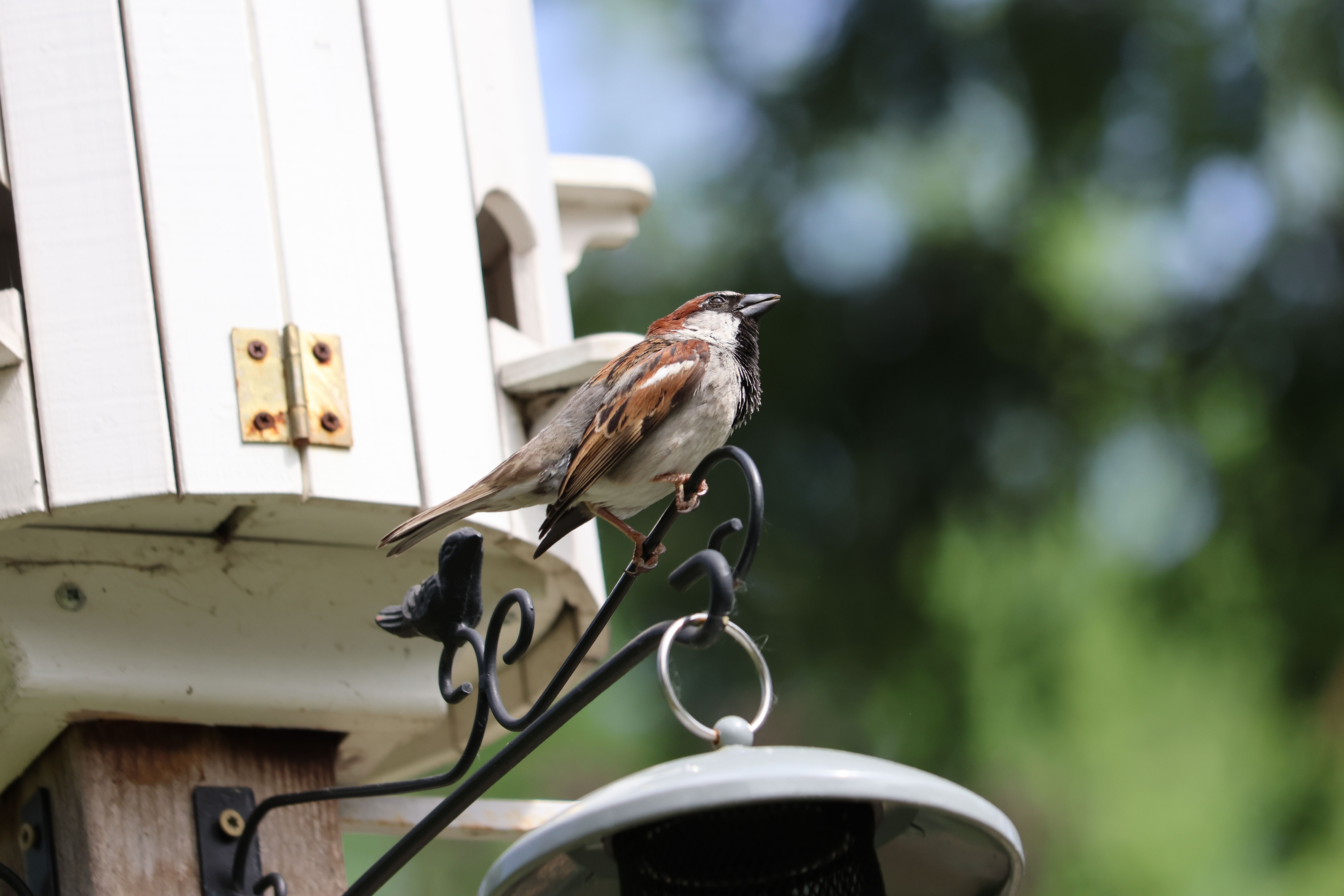 House sparrow perched on a feeder by birdhouse in Burnsville, Minnesota, USA.