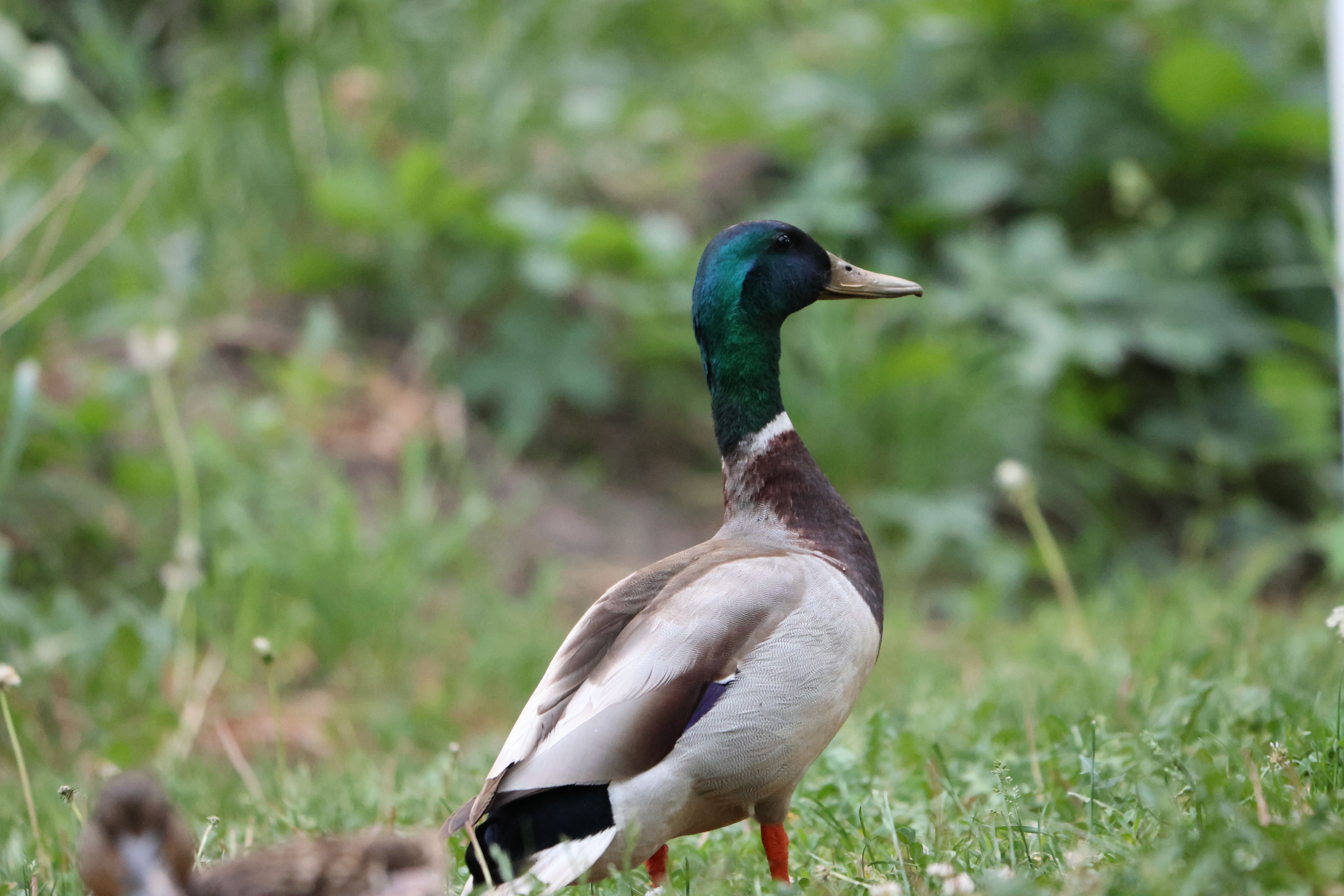 Is it normal for a duck to be alone? - The Institute for Environmental ...
