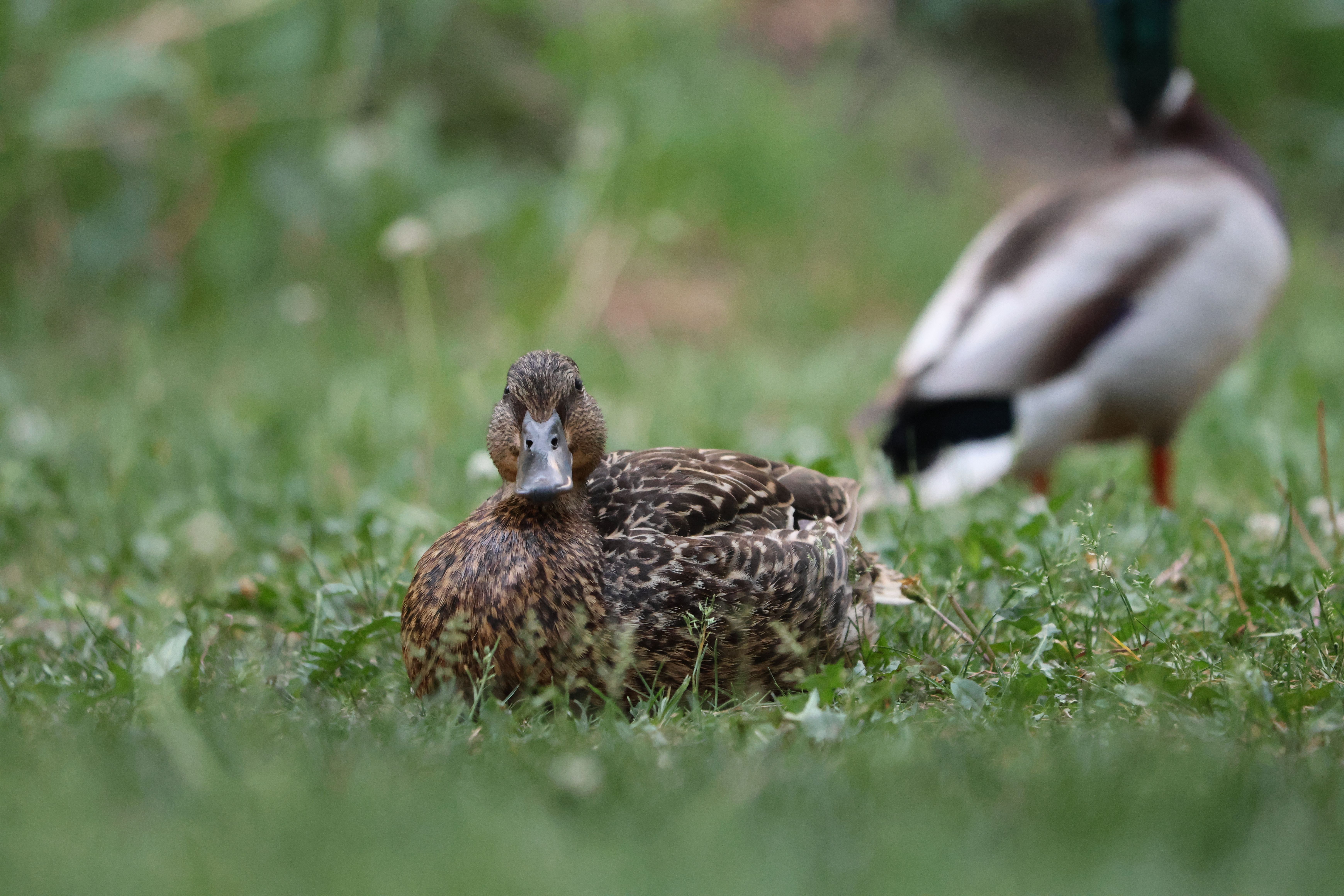 What to do if you find a duck in your yard? - The Institute for ...