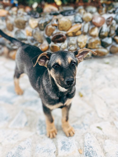 Фотография черной короткошерстной собаки