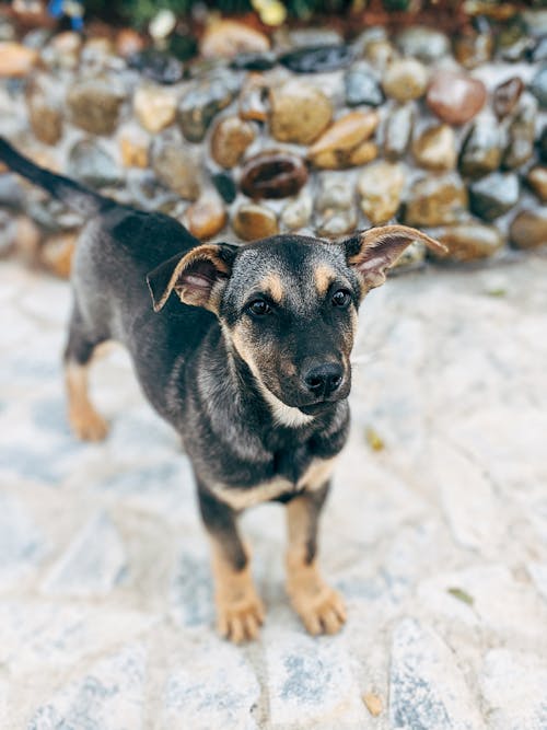 Foto De Cachorro Com Pêlo Curto Preto