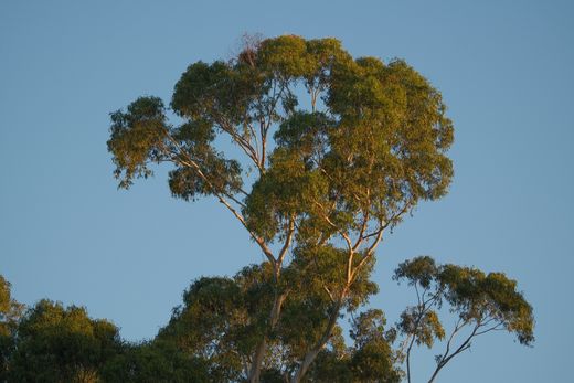 Regulated and Significant Trees in SA: How the 2024 Reforms Can Reshape or Stop Your Subdivision
