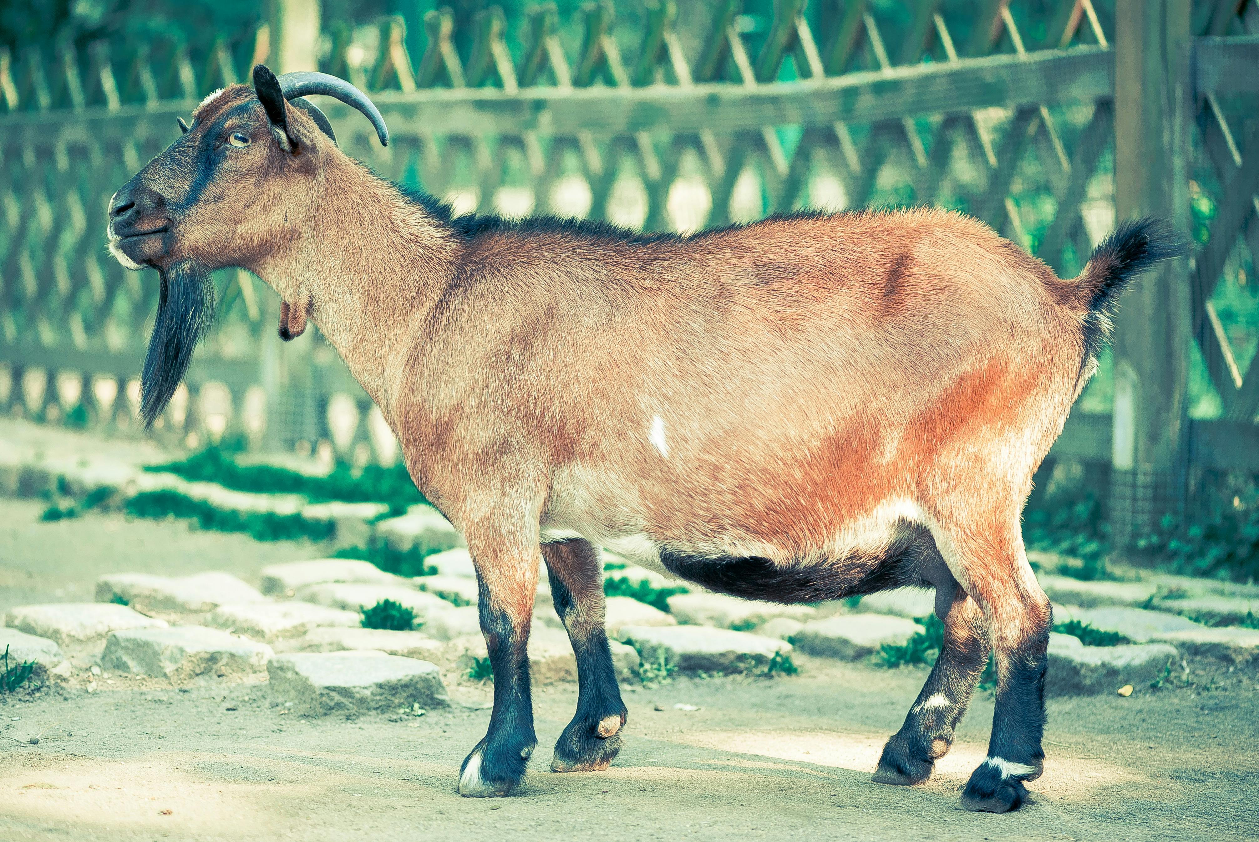 brown-and-black-goat-with-horn-standing-near-fence-free-stock-photo