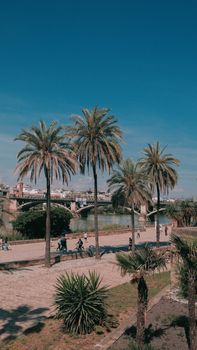Palm trees along the riverfront walkway on a sunny day in Seville, Spain, capturing city life and nature.
