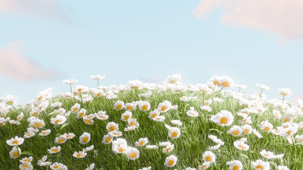 A serene field of white daisies under a clear blue sky on a sunny day.