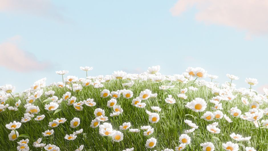 A serene field of white daisies under a clear blue sky on a sunny day.