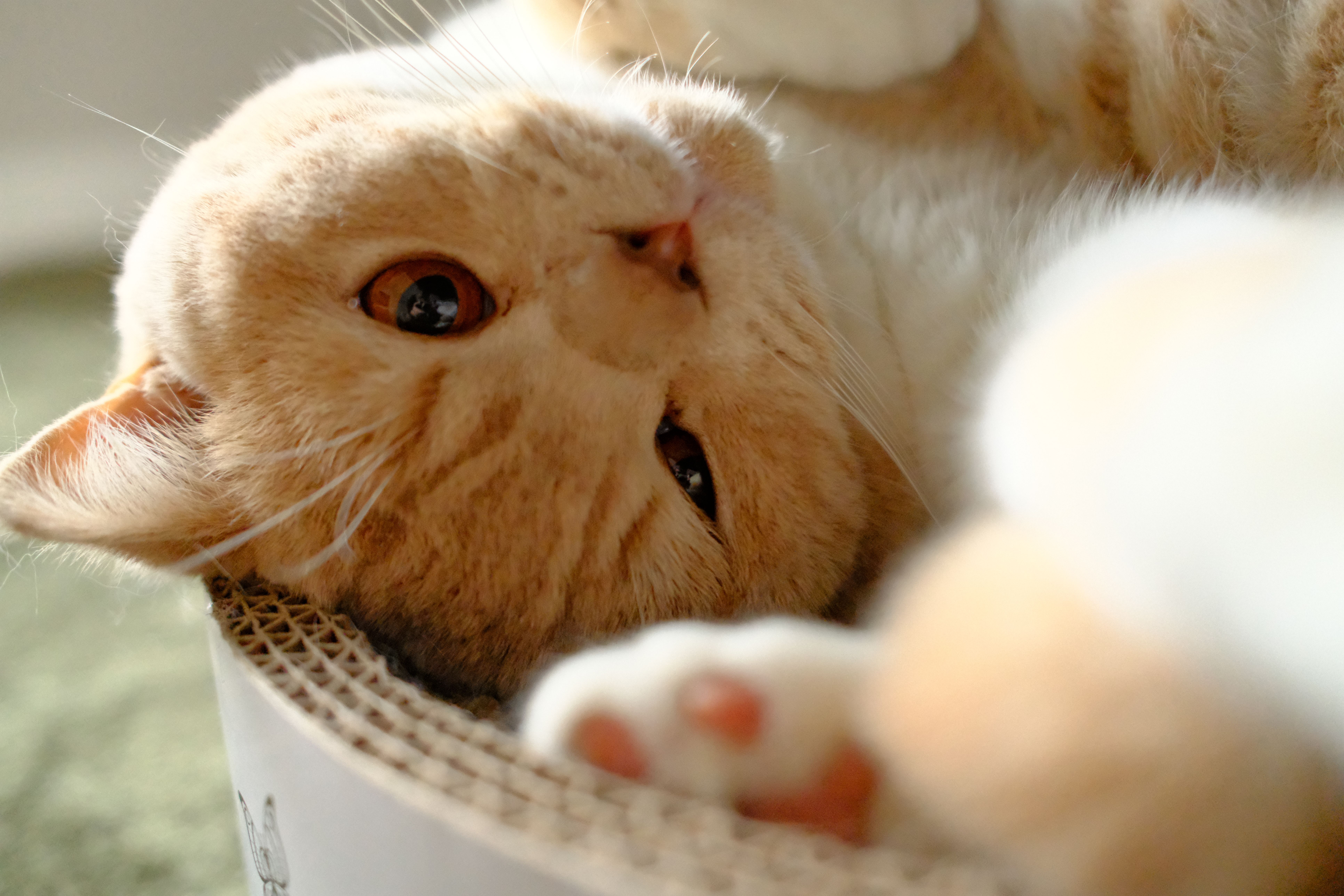 Necoichi Vertical Cat Scratcher: Worth It? Honest  ()