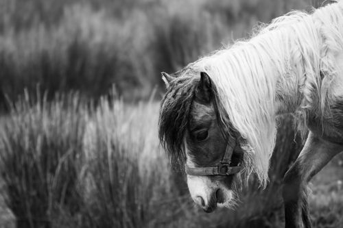 Free Black and white image of a Connemara pony with head down in a rural field. Stock Photo