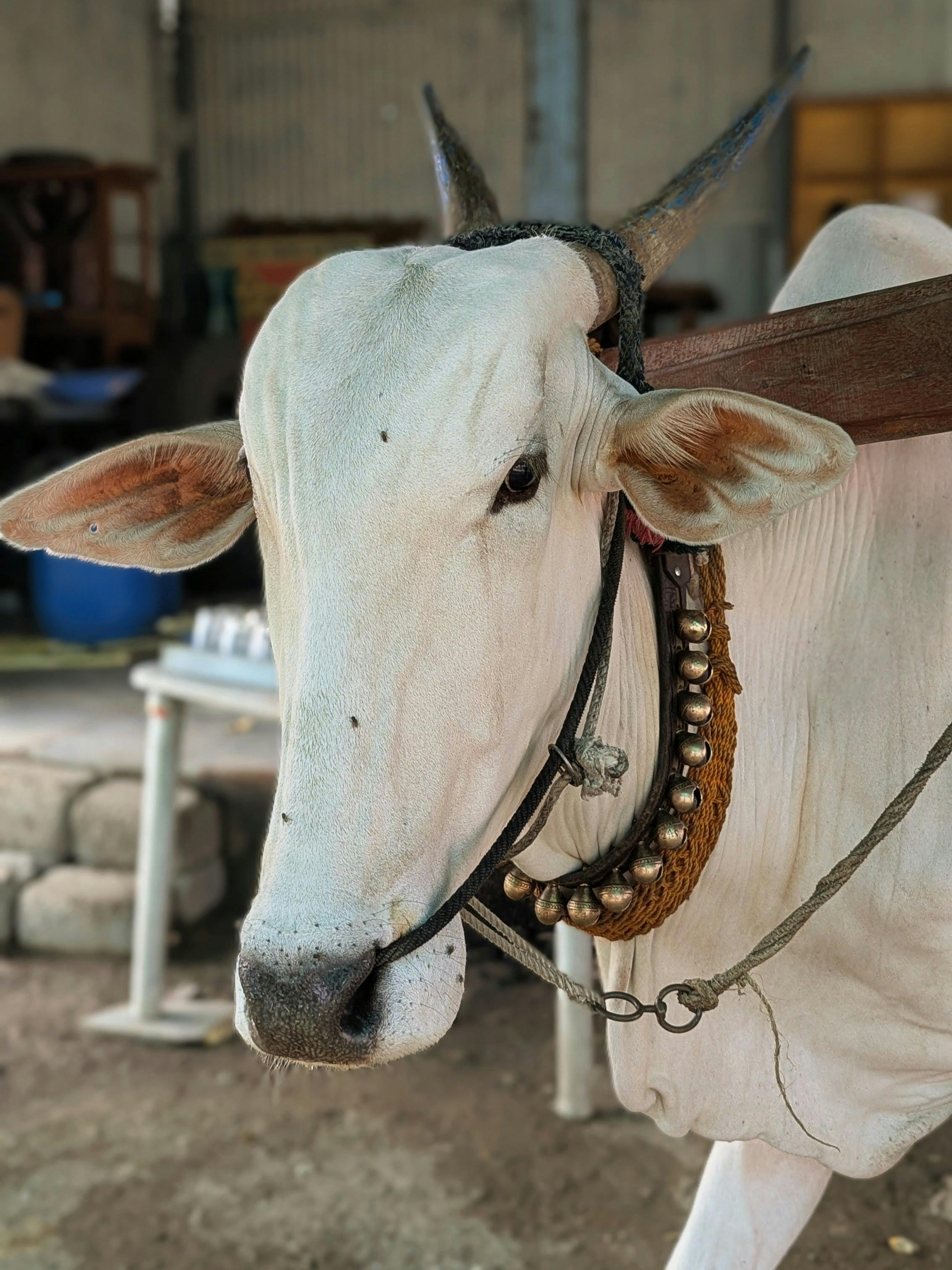 Traditional cow farm