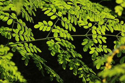 Moringa Leaf in Weight & Wellness Bundle