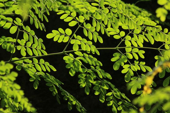 Moringa leaves