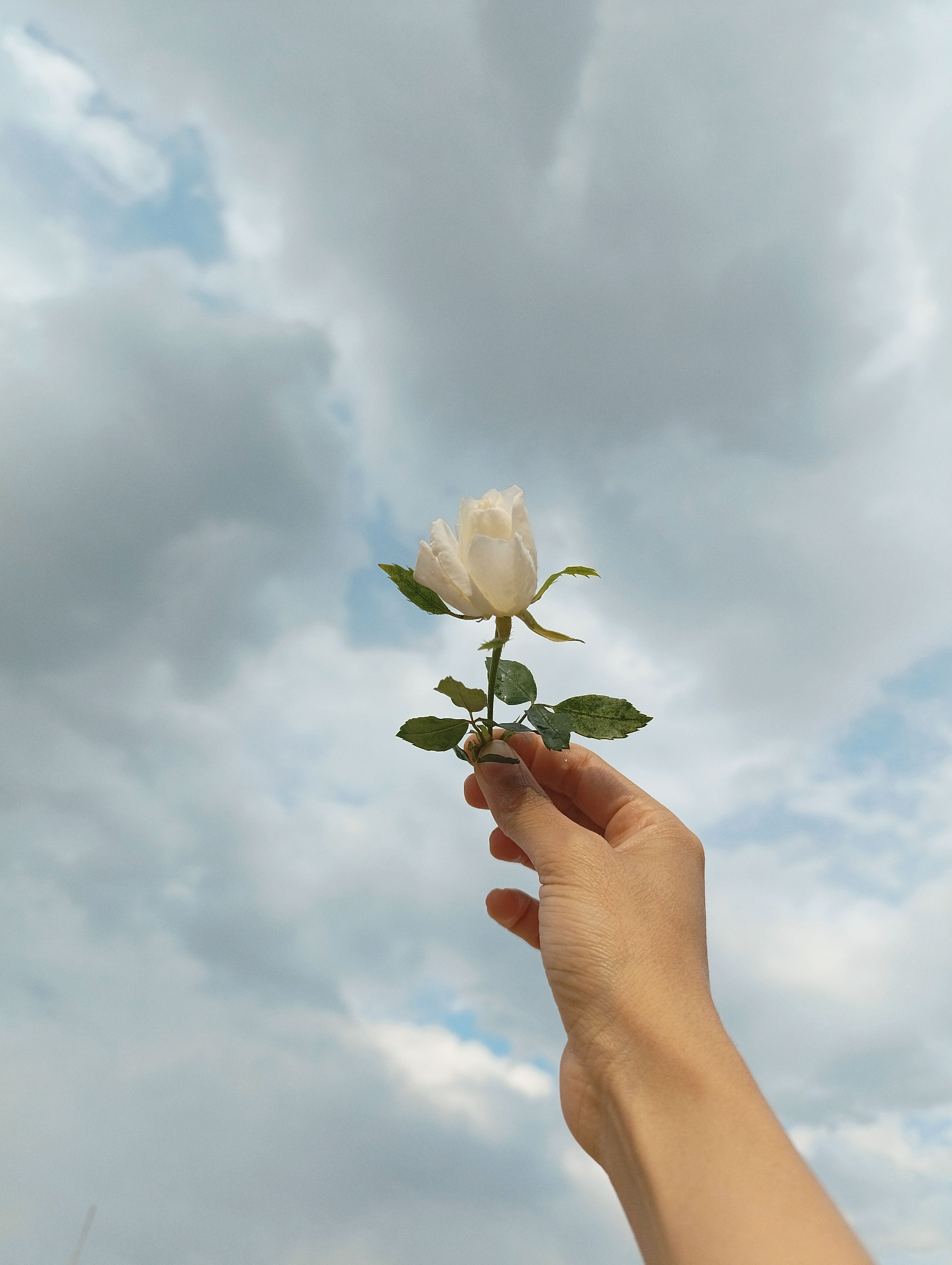 Fotomural Imagen serena de una mano sosteniendo una rosa blanca contra un cielo nublado, que simboliza la paz y la pureza.