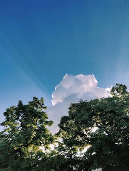 蔚蓝的天空下，绿树生机勃勃，云朵蓬松