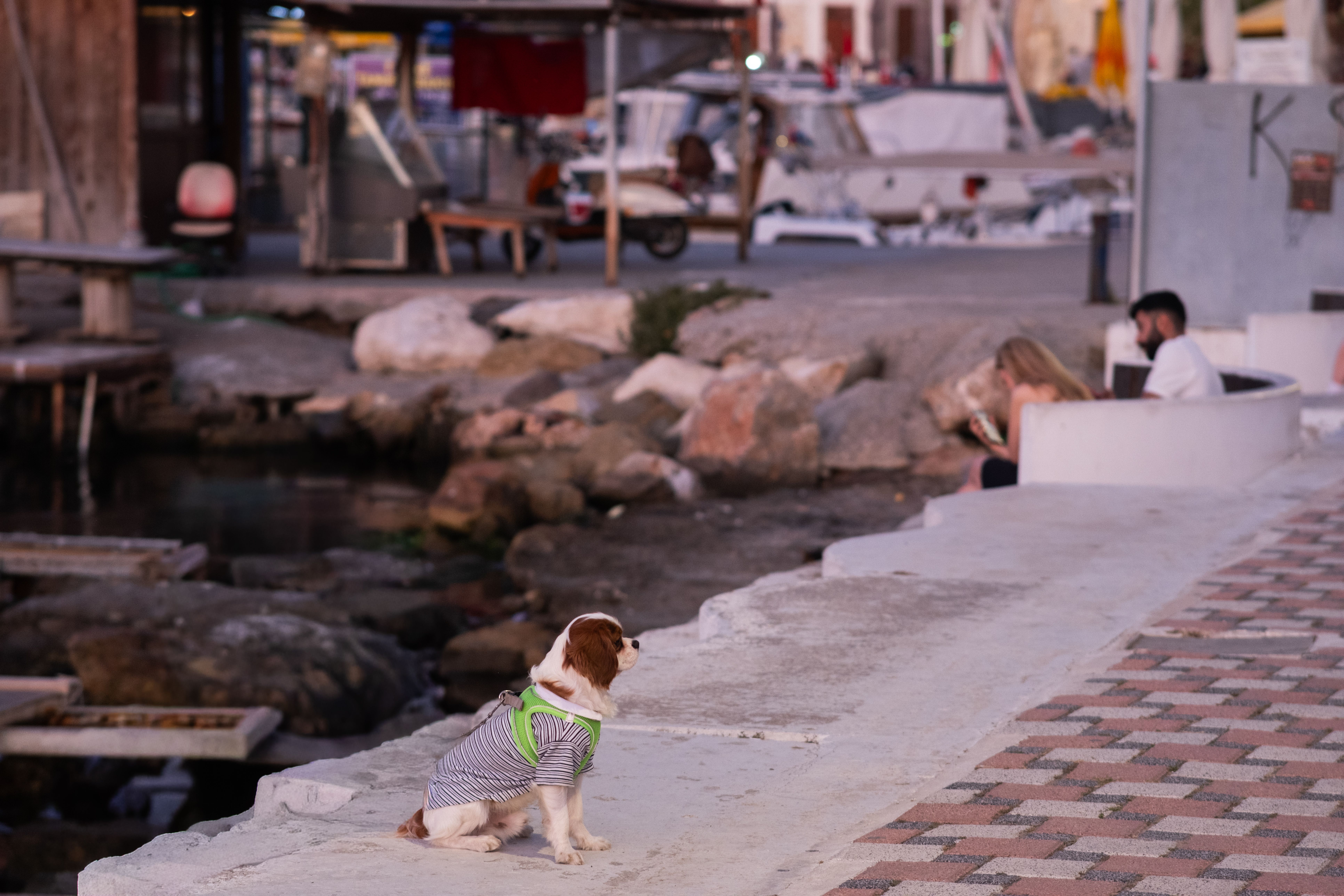pet lifestyle pets lifestyle — Photo by Doğan Alpaslan  Demir on Pexels