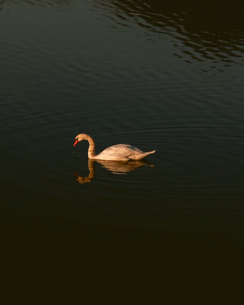 Free Swan on Water Stock Photo