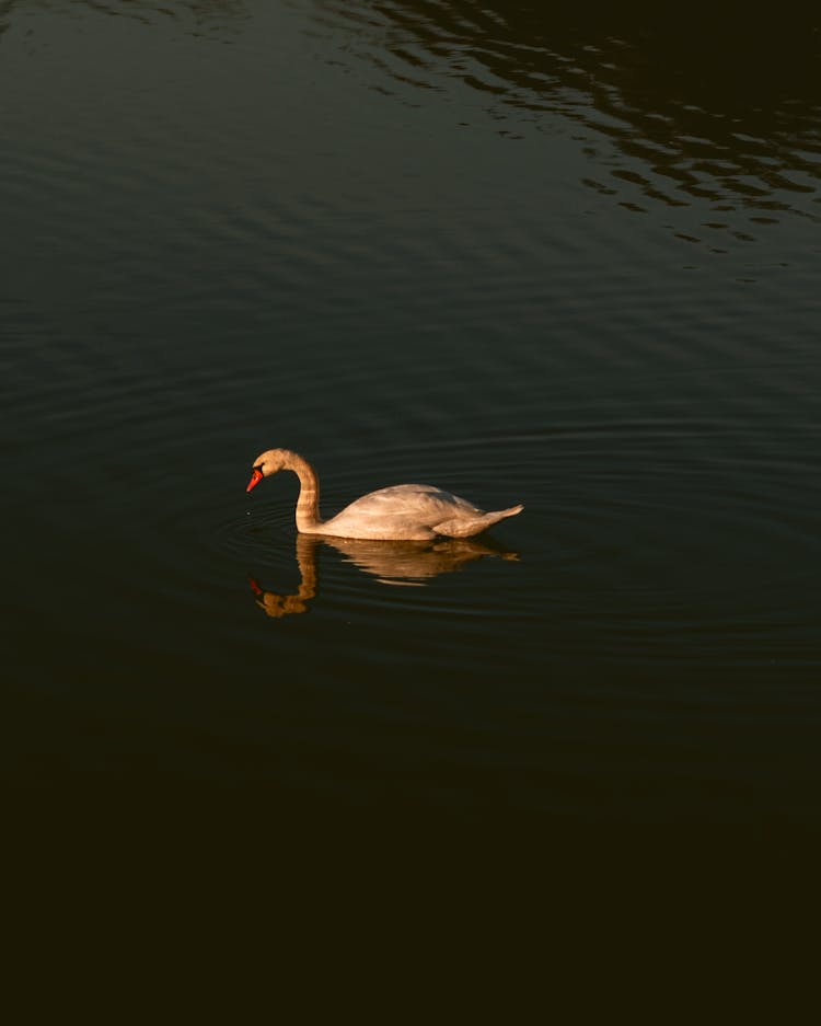 Swan On Water