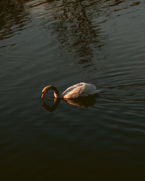 Kostnadsfri bild av flod, lynnig, mörk