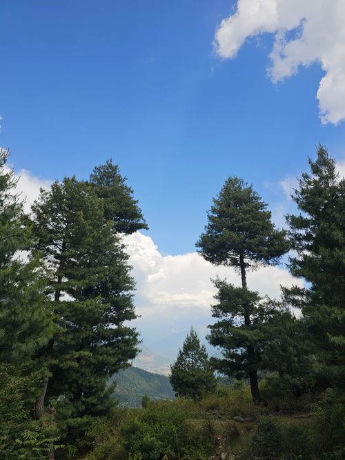 Free A scenic view of tall pine trees under a clear blue sky with fluffy clouds. Stock Photo