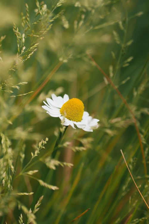 Free Beautiful daisy flower surrounded by lush green grass in a summer field. Stock Photo