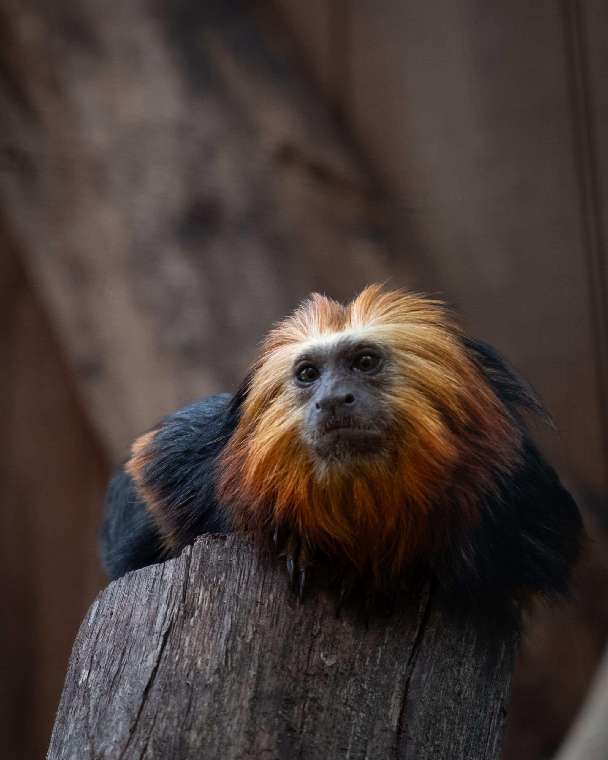 Close-up of a golden-headed lion tamarin resting on a tree trunk in a natural setting.