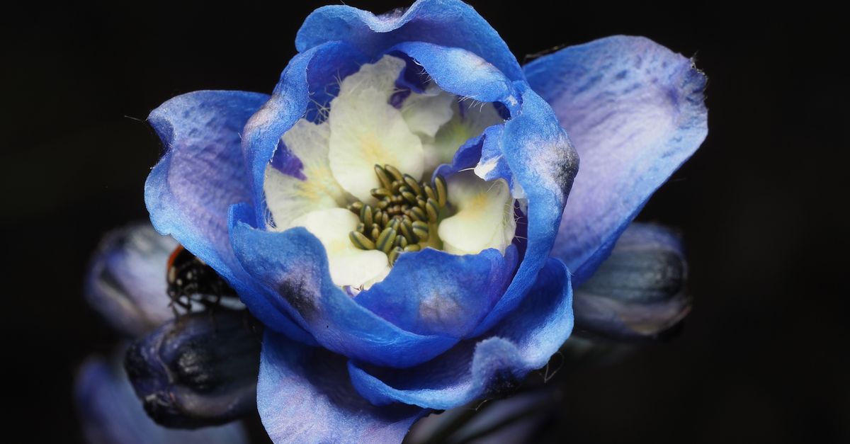 Macro shot of a vibrant blue delphinium flower, highlighting its intricate details.