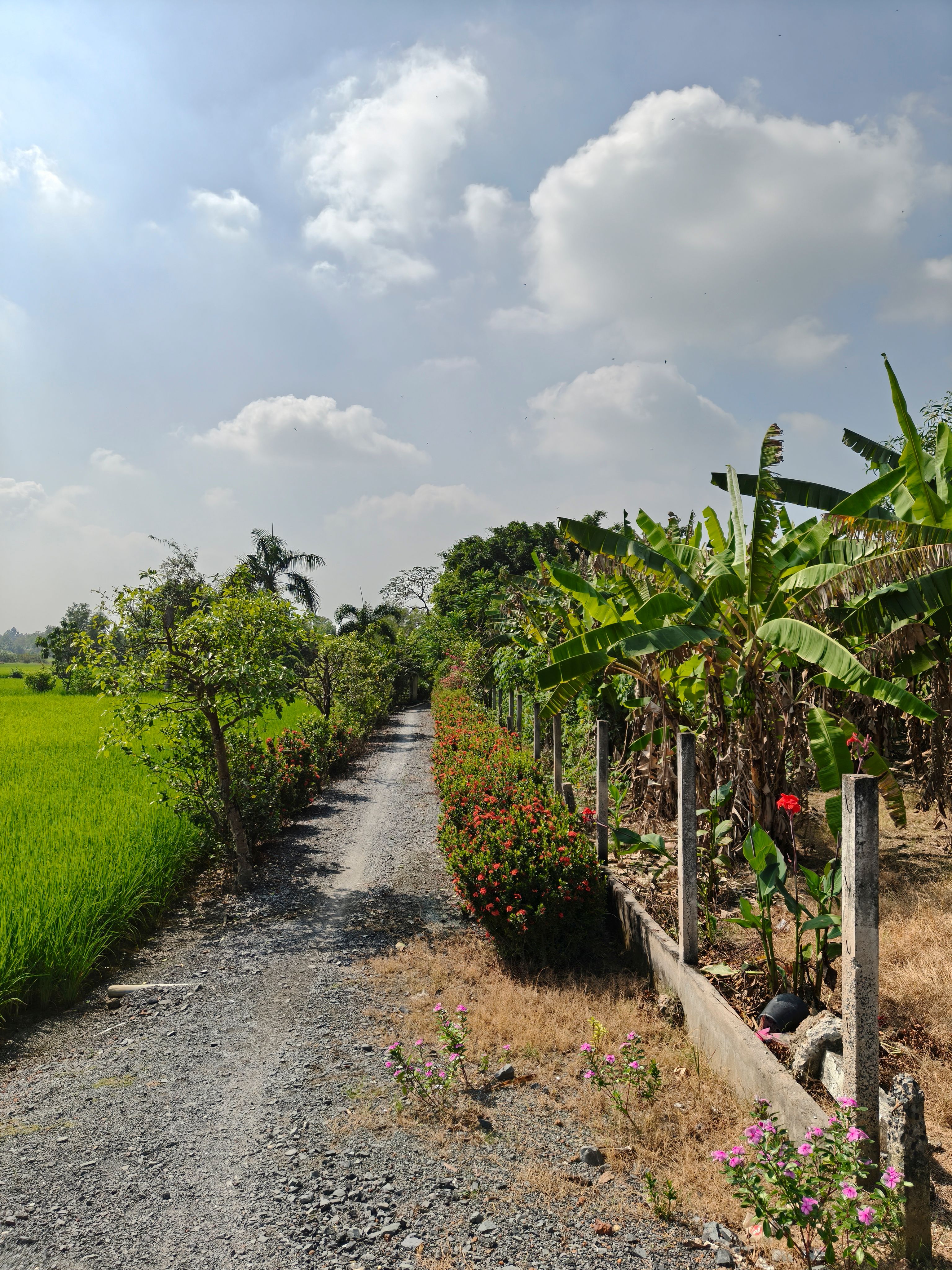 Rural Pathway in Ho Chi Minh City, Vietnam