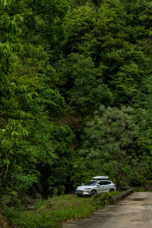 Free A silver SUV parked near a dense forest, providing a sense of adventure and travel. Stock Photo
