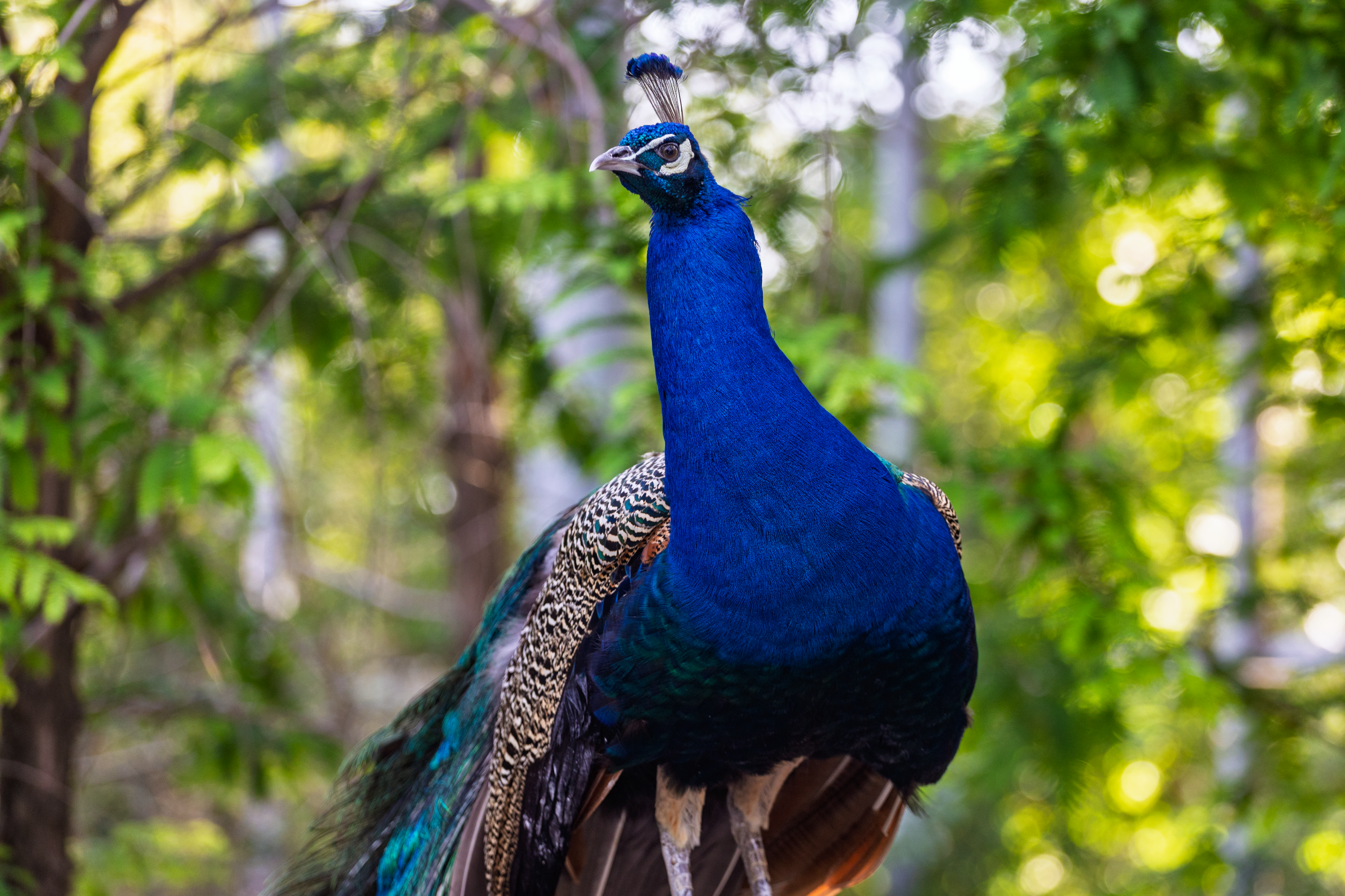 Majestic peacock set against a lush green background, showcasing vivid plumage.
