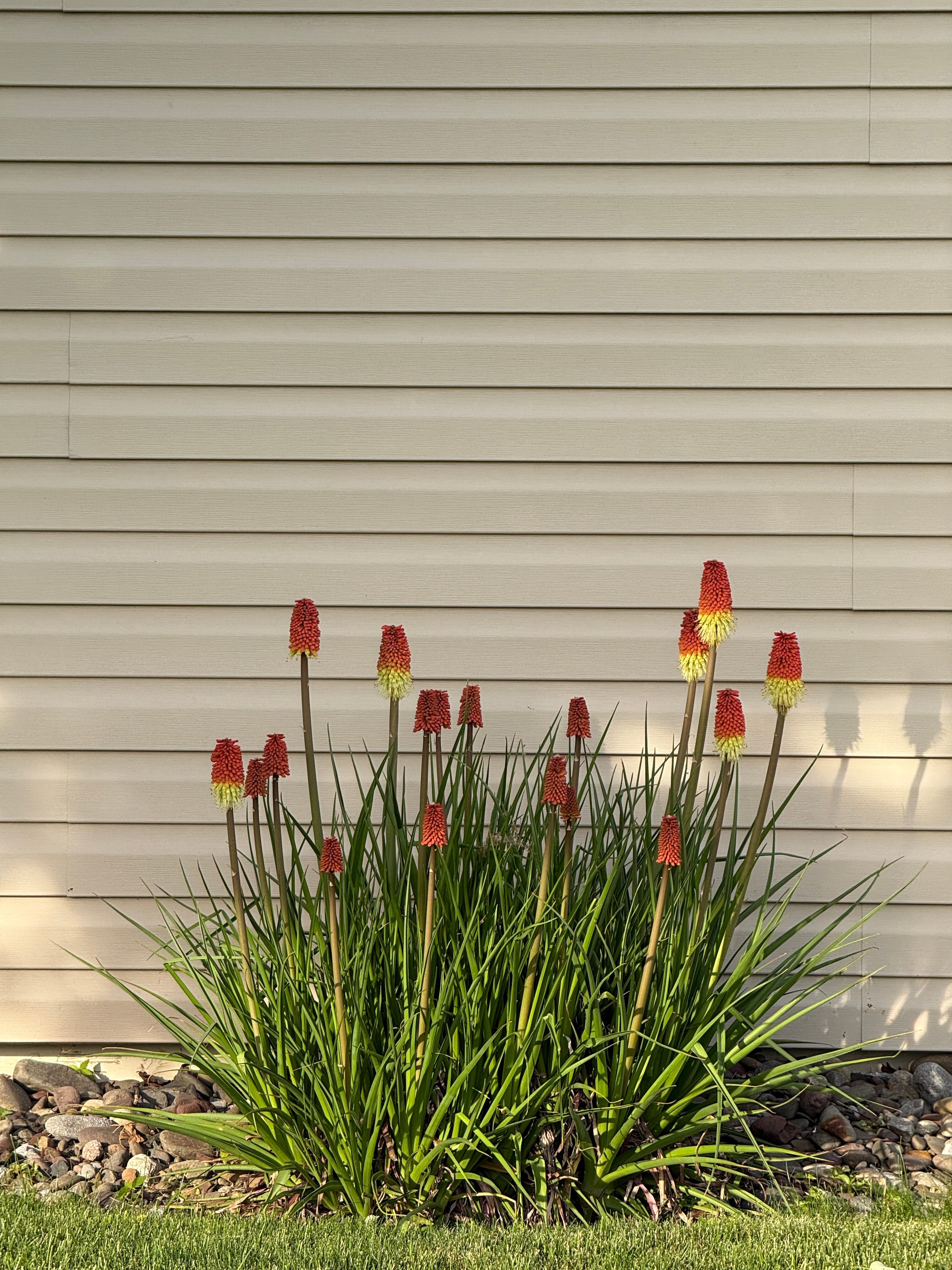 Divide Overgrown Perennials