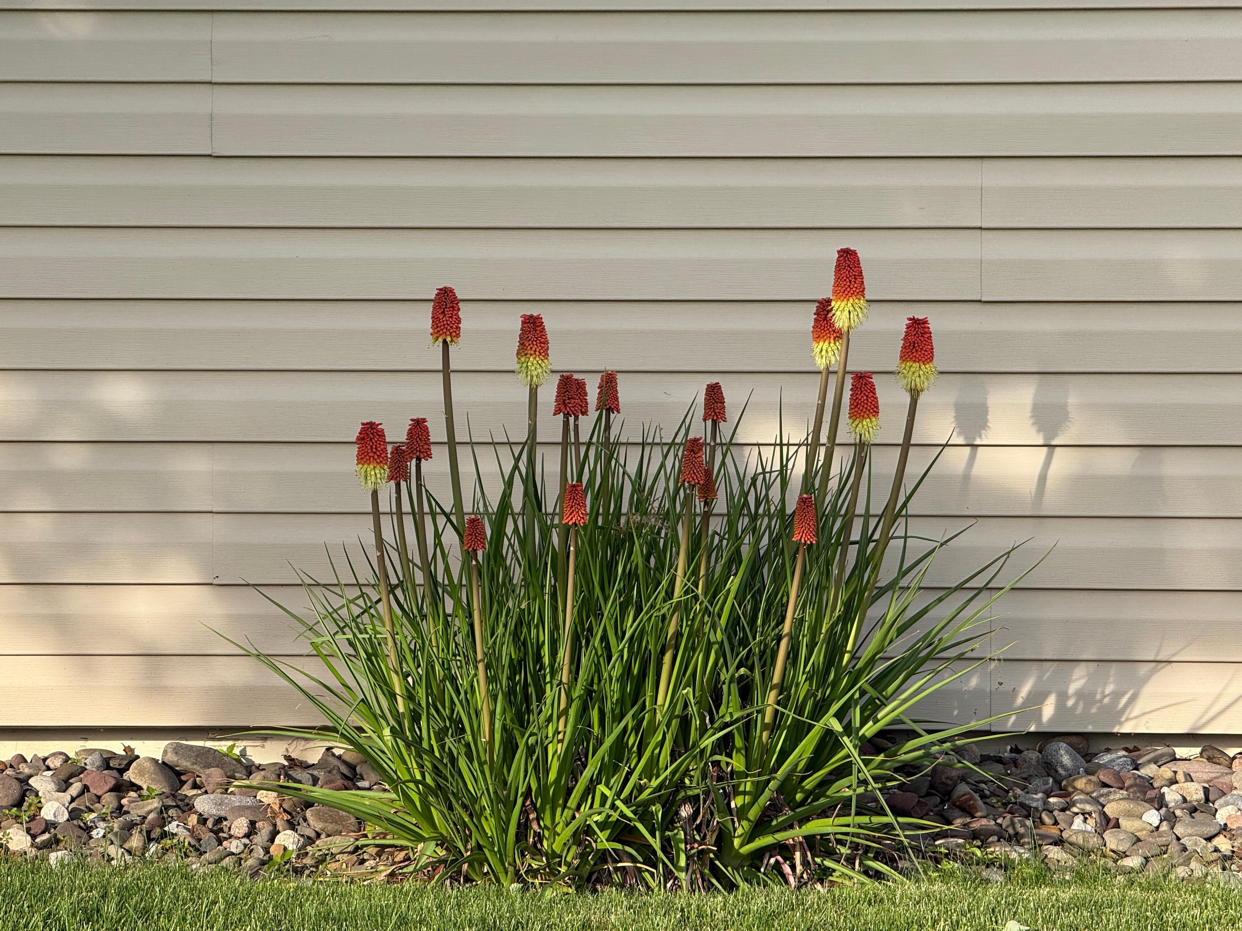 Red hot poker flowers in front of vinyl siding.