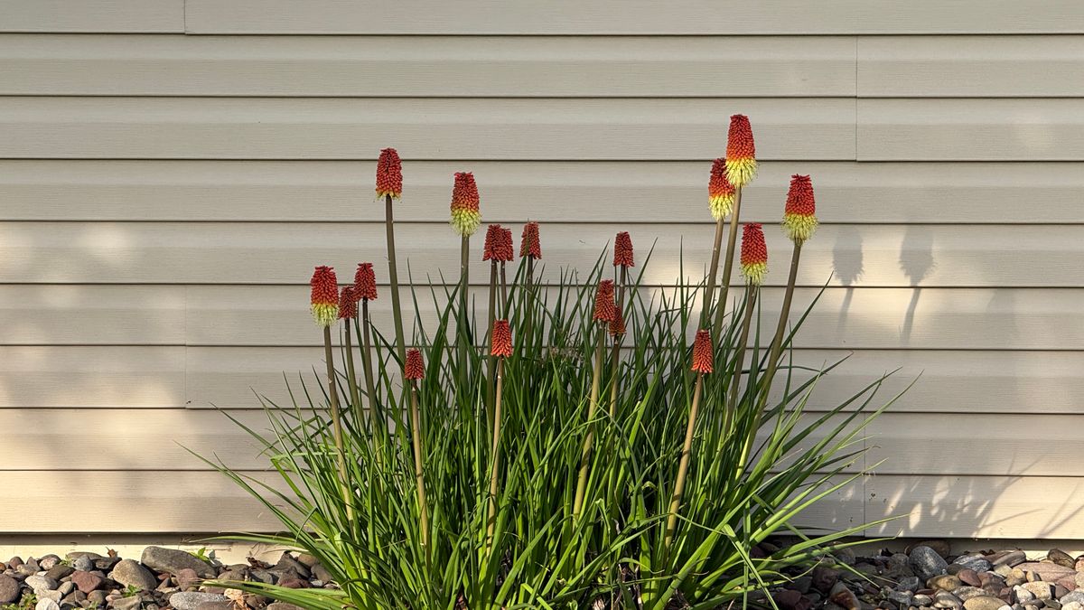 Red hot poker flowers in front of vinyl siding.