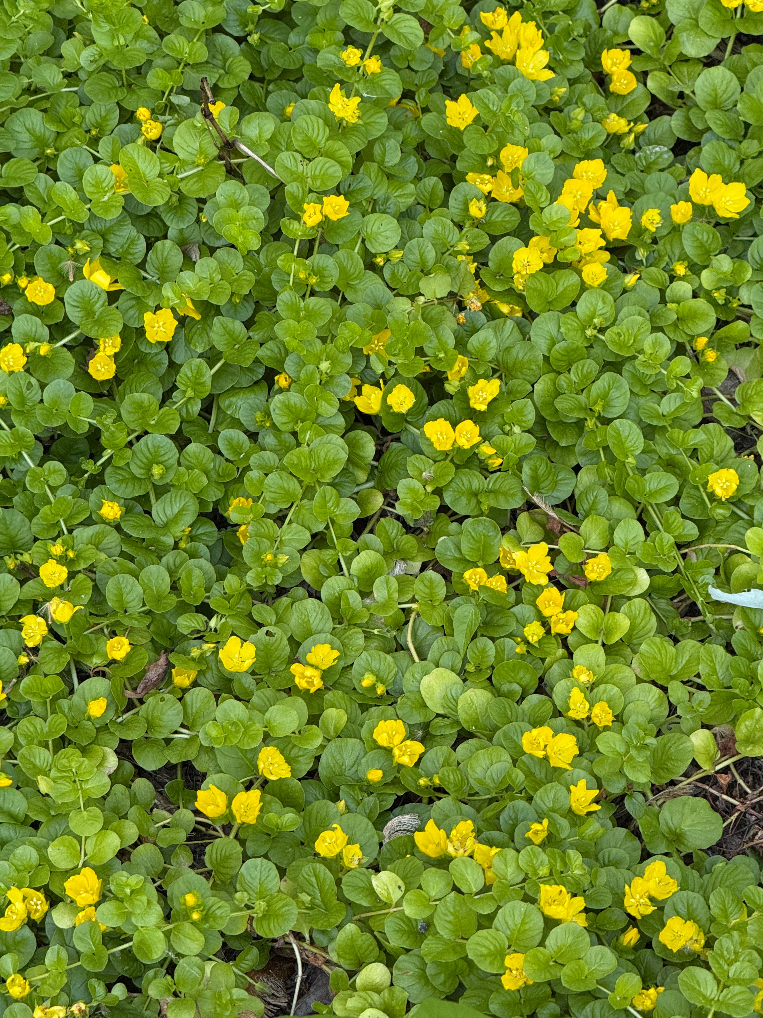Bright yellow flowers contrast against lush green leaves for a vibrant, natural look.