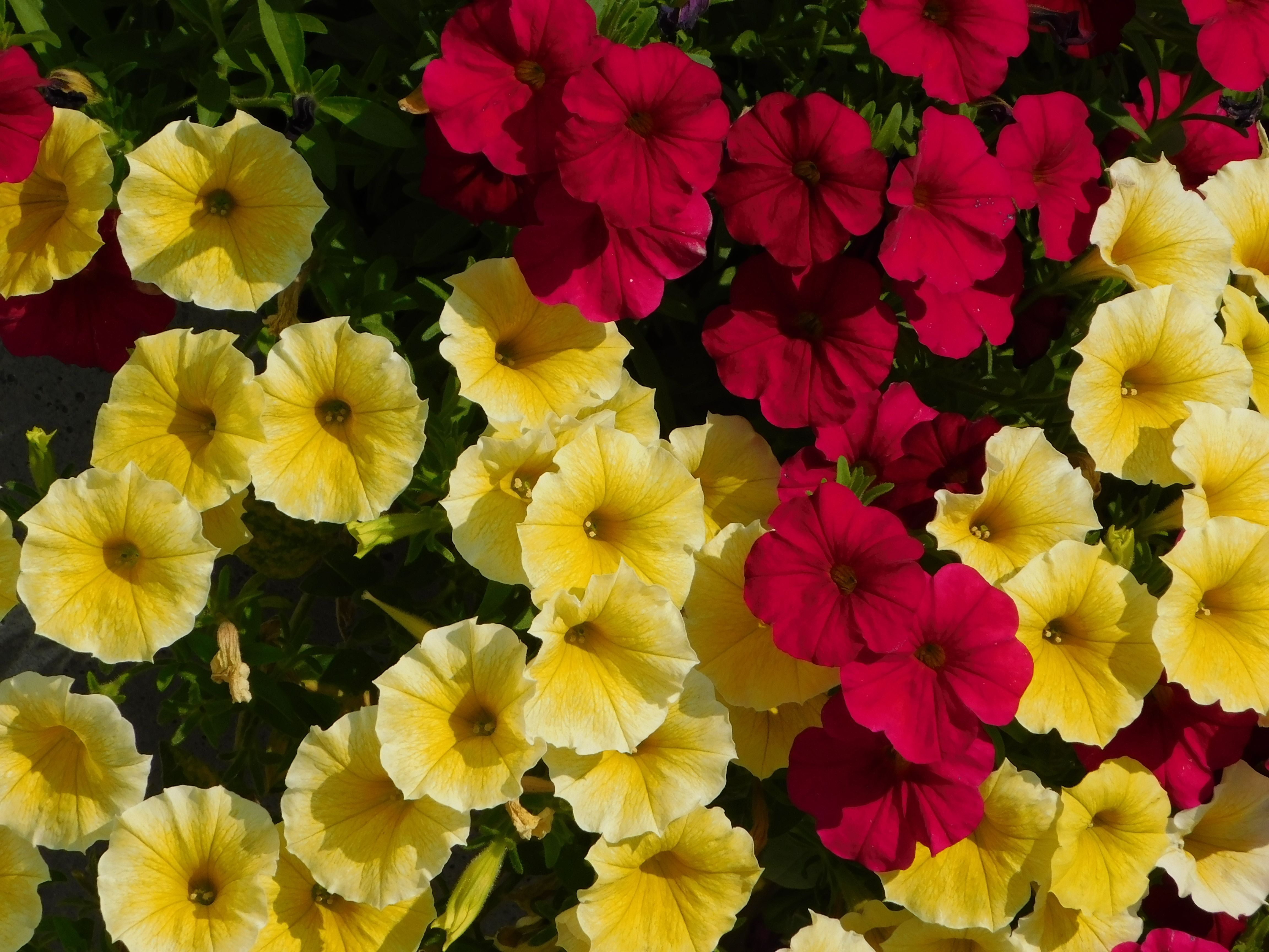 Petunia plants in bloom