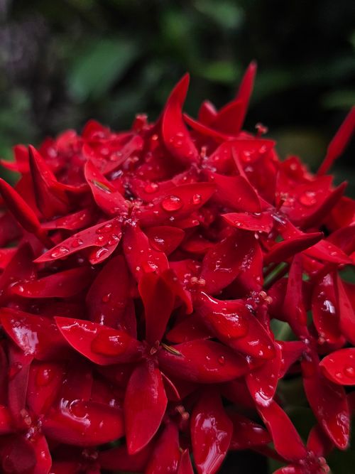 Free Close-up of vibrant red Ixora flowers with morning dew drops. Captures freshness and vivid color. Stock Photo
