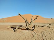 Stunning view of dead trees in Namibia's Namib Desert against towering sand dunes and a clear blue sky.