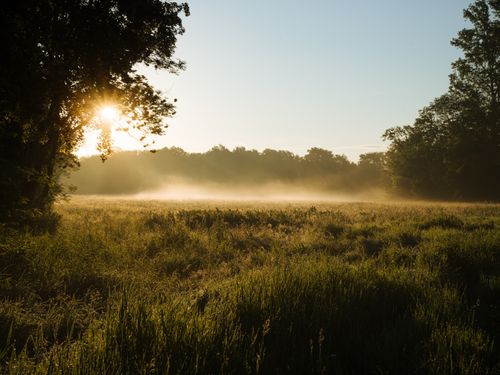 Free Beautiful morning mist over a grassy field at sunrise, revealing a tranquil and natural landscape. Stock Photo