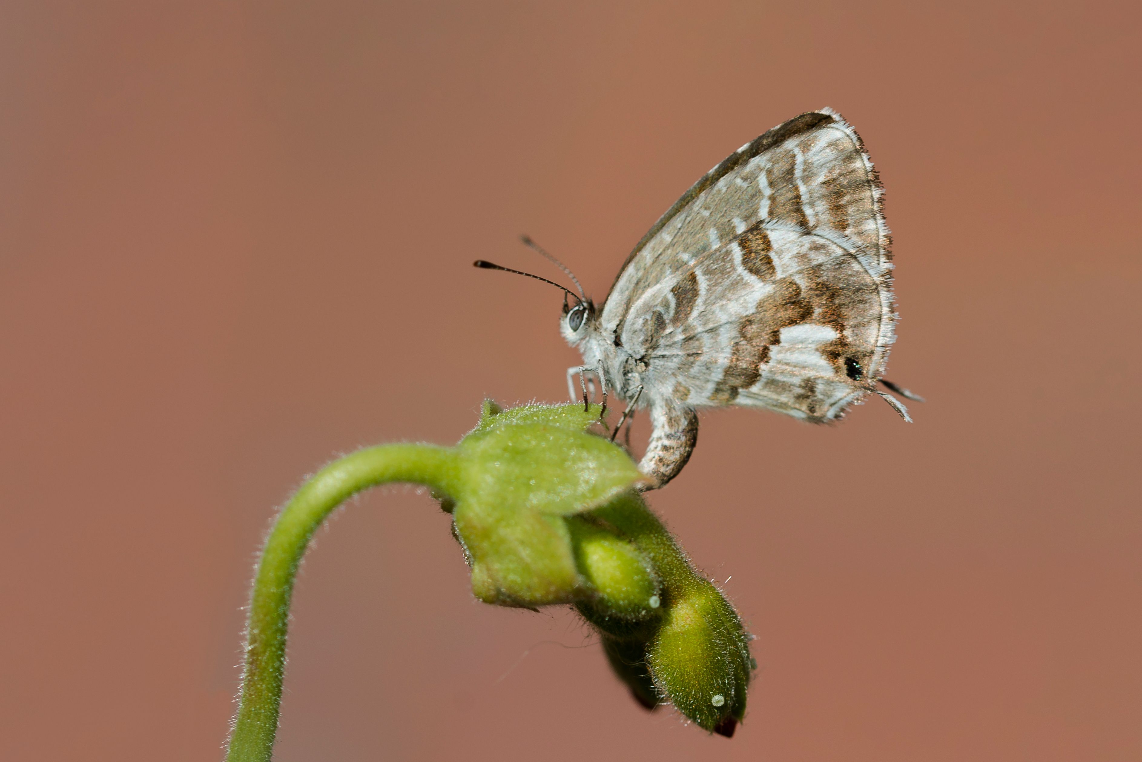 Close-up of a butterfly perched on a green bud against a soft brown background, showcasing delicate wing patterns.