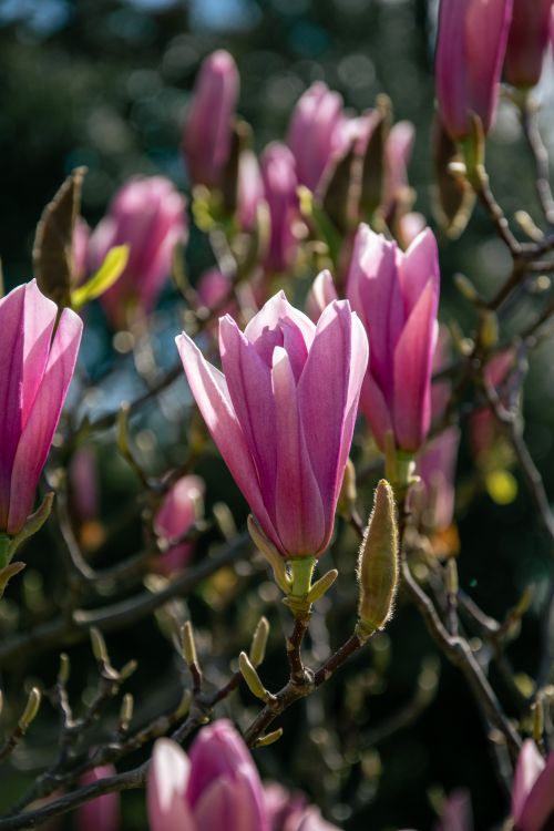 Free Vibrant pink magnolia flowers bloom in spring sunlight, showcasing nature's beauty. Stock Photo