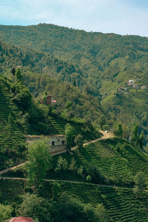 Free Lush green tea plantations stretch across the hills of Rize, Türkiye under a clear blue sky. Stock Photo