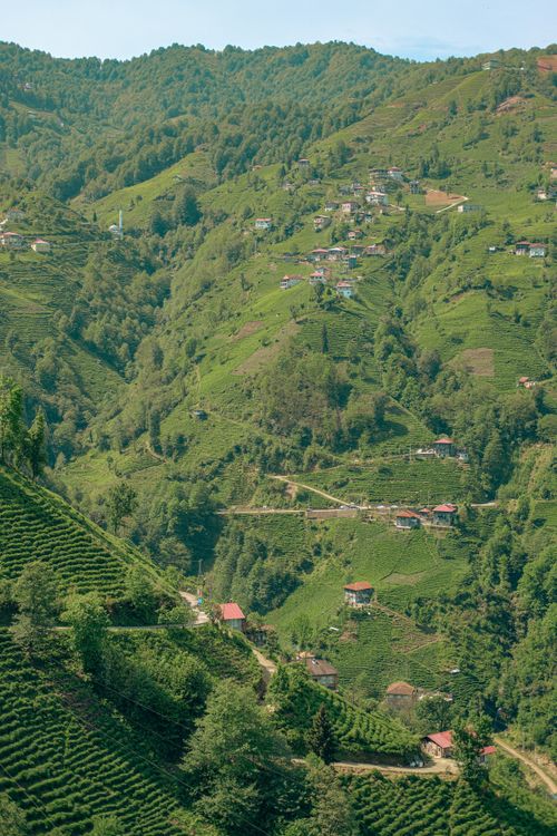Free Scenic view of the tea plantations and hills in Rize, Türkiye, showcasing lush greenery and quaint villages. Stock Photo