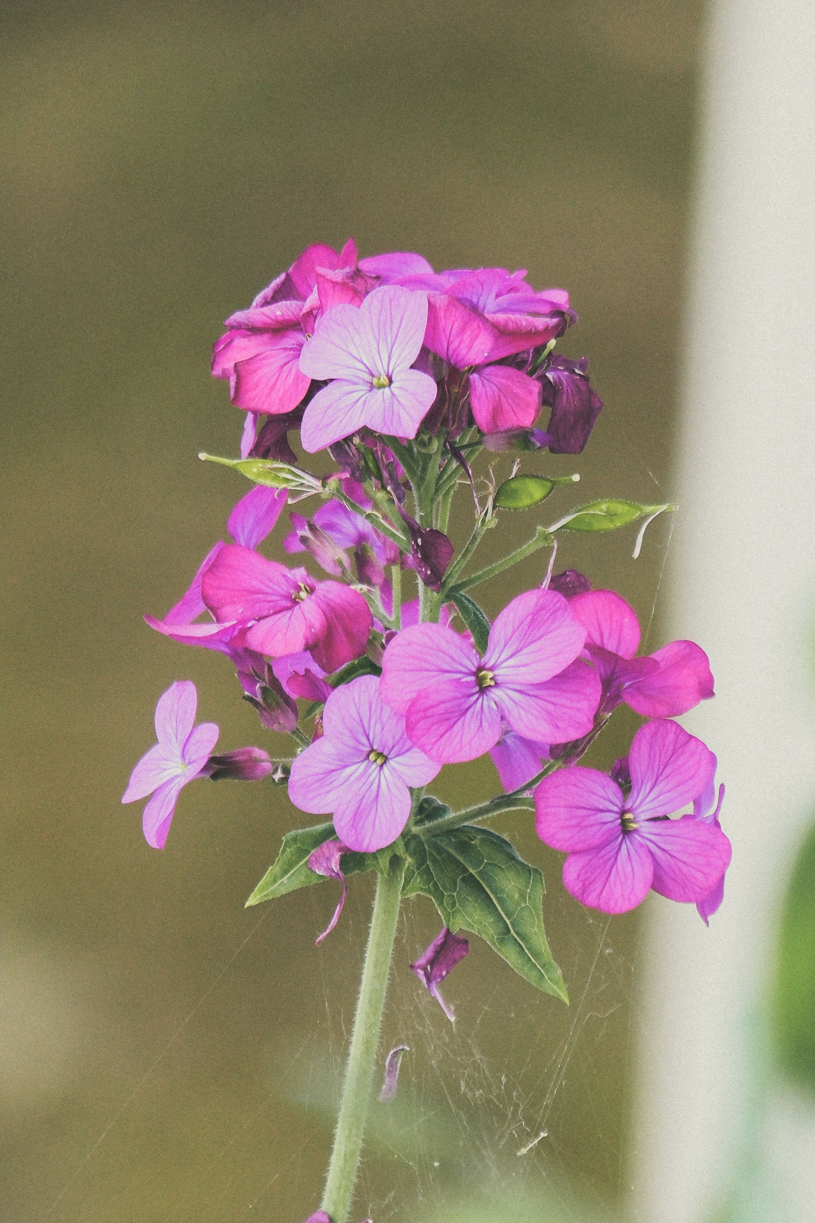 [ColoSach]-close-up-of-beautiful-purple-honesty-flowers-blooming-in-summer.