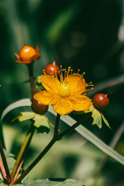 Free Close-up of a vibrant yellow flower in a lush garden in Rize, Türkiye. Stock Photo