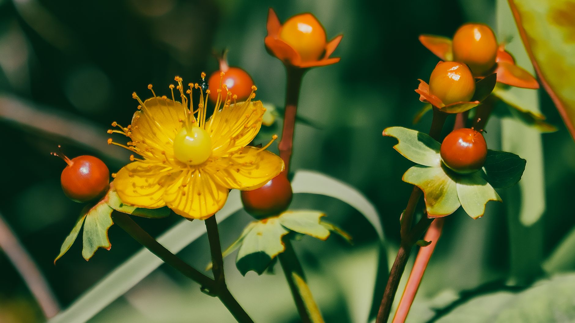 Detailed shot of a bright St. John's Wort flower with berries in Rize, Türkiye.