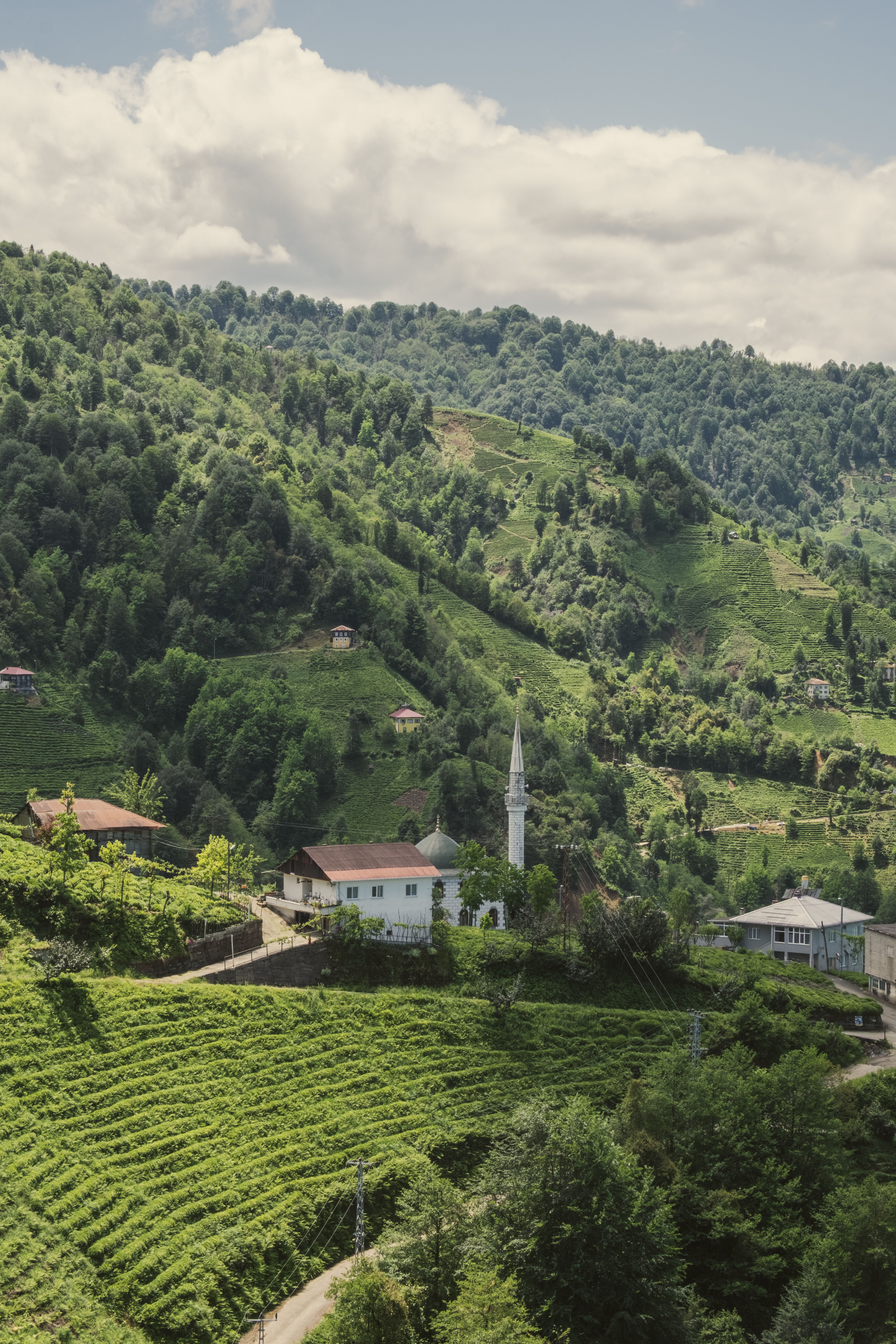 Beautiful landscape of lush green hills and village in Rize, Türkiye showcasing serene countryside.