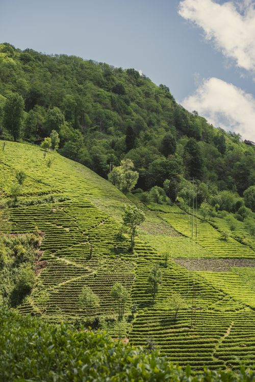 Free Captured in Rize, Türkiye, this image depicts lush green tea plantations on terraced hillsides. Stock Photo