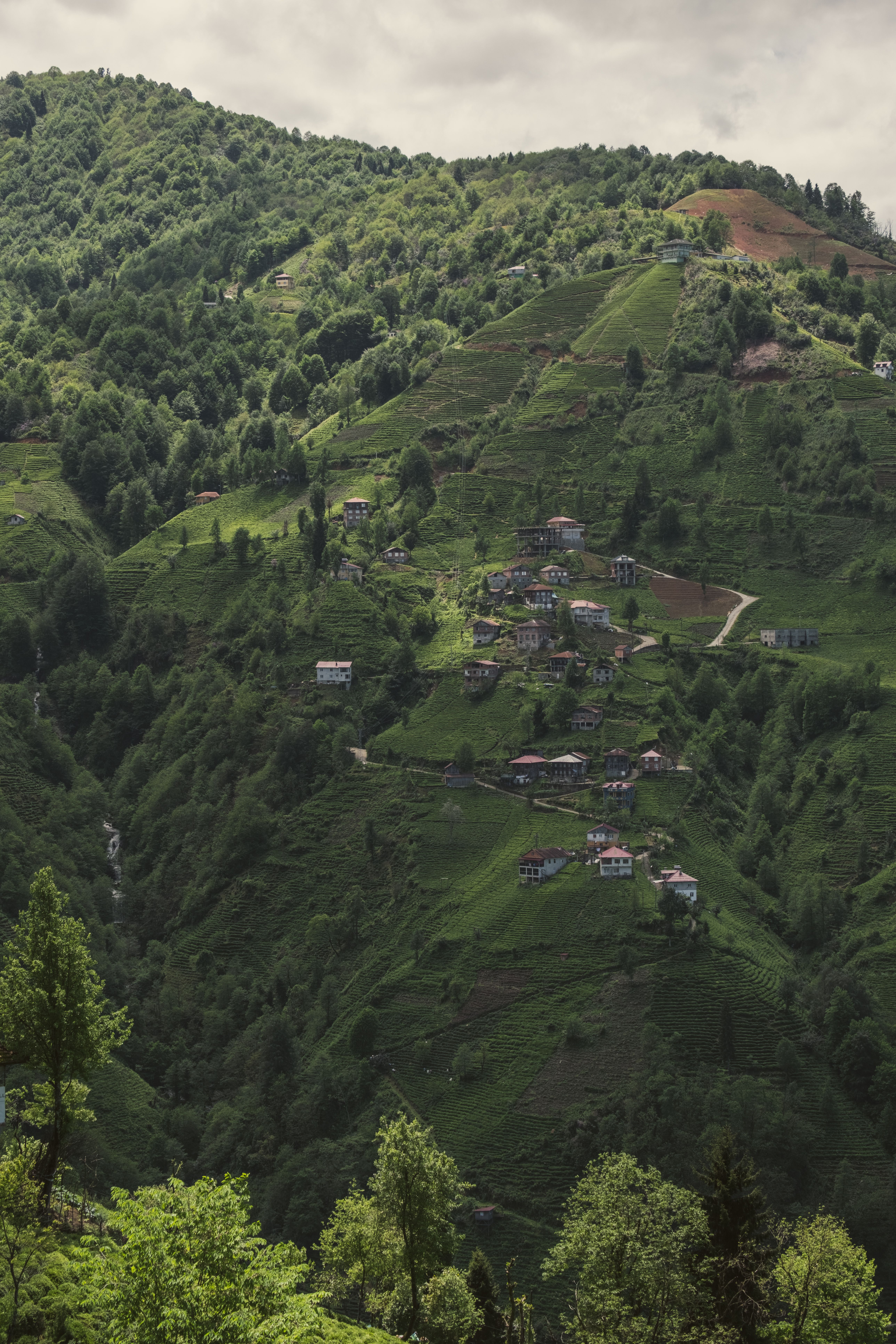 A picturesque view of lush green hills and small houses in Rize, Türkiye.