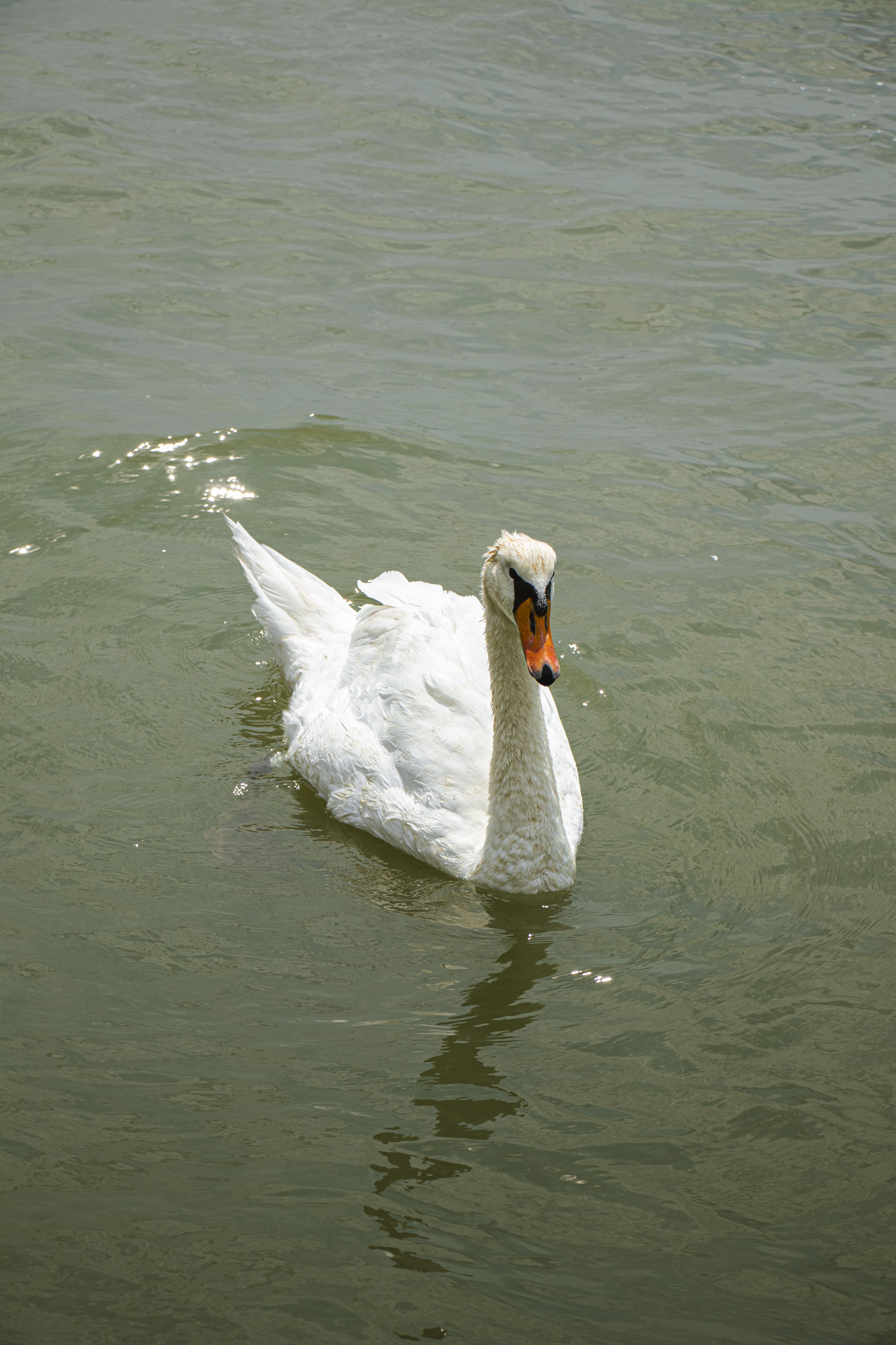 A serene mute swan swimming gracefully in calm water under clear daylight.