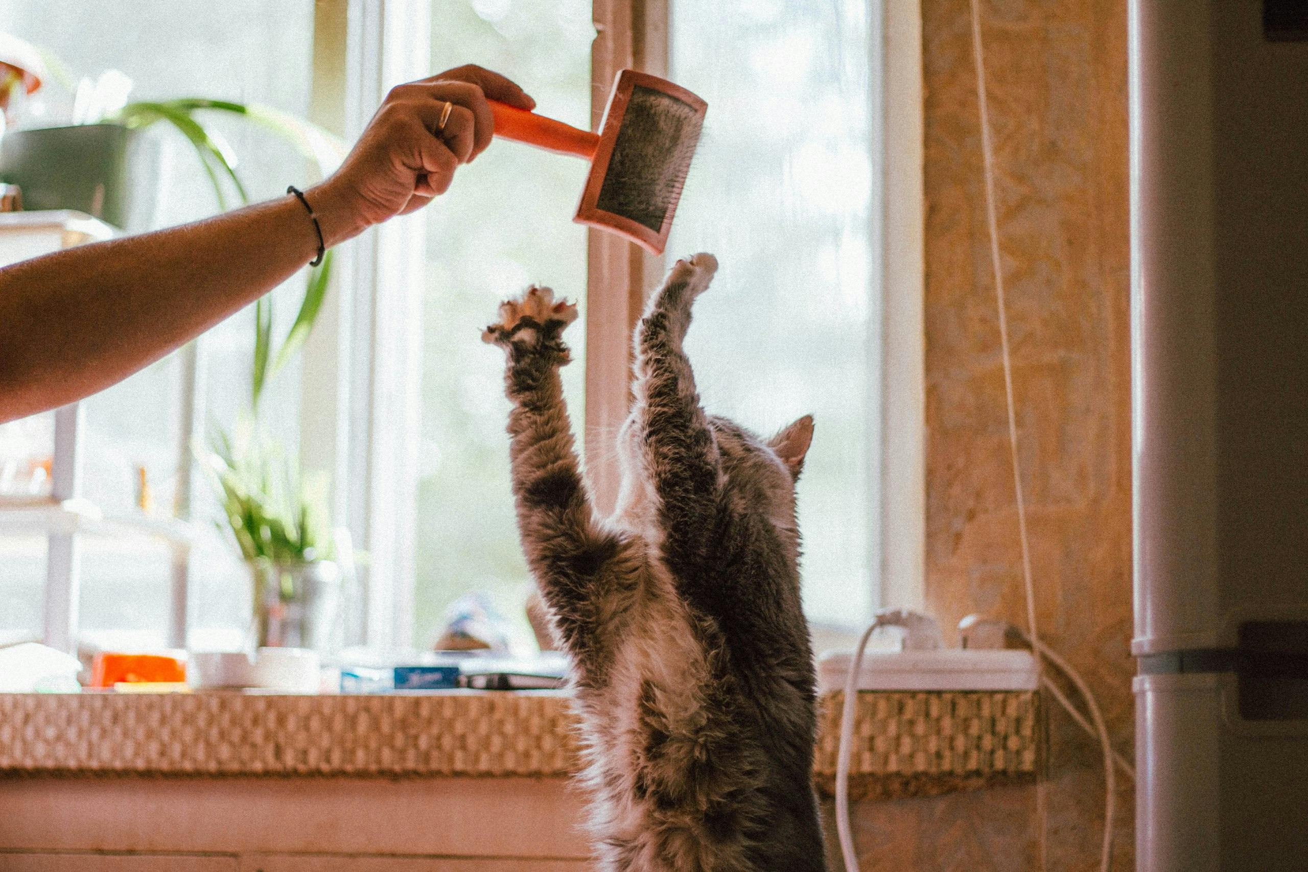 Woman playing with a cat. | Photo: Pexels