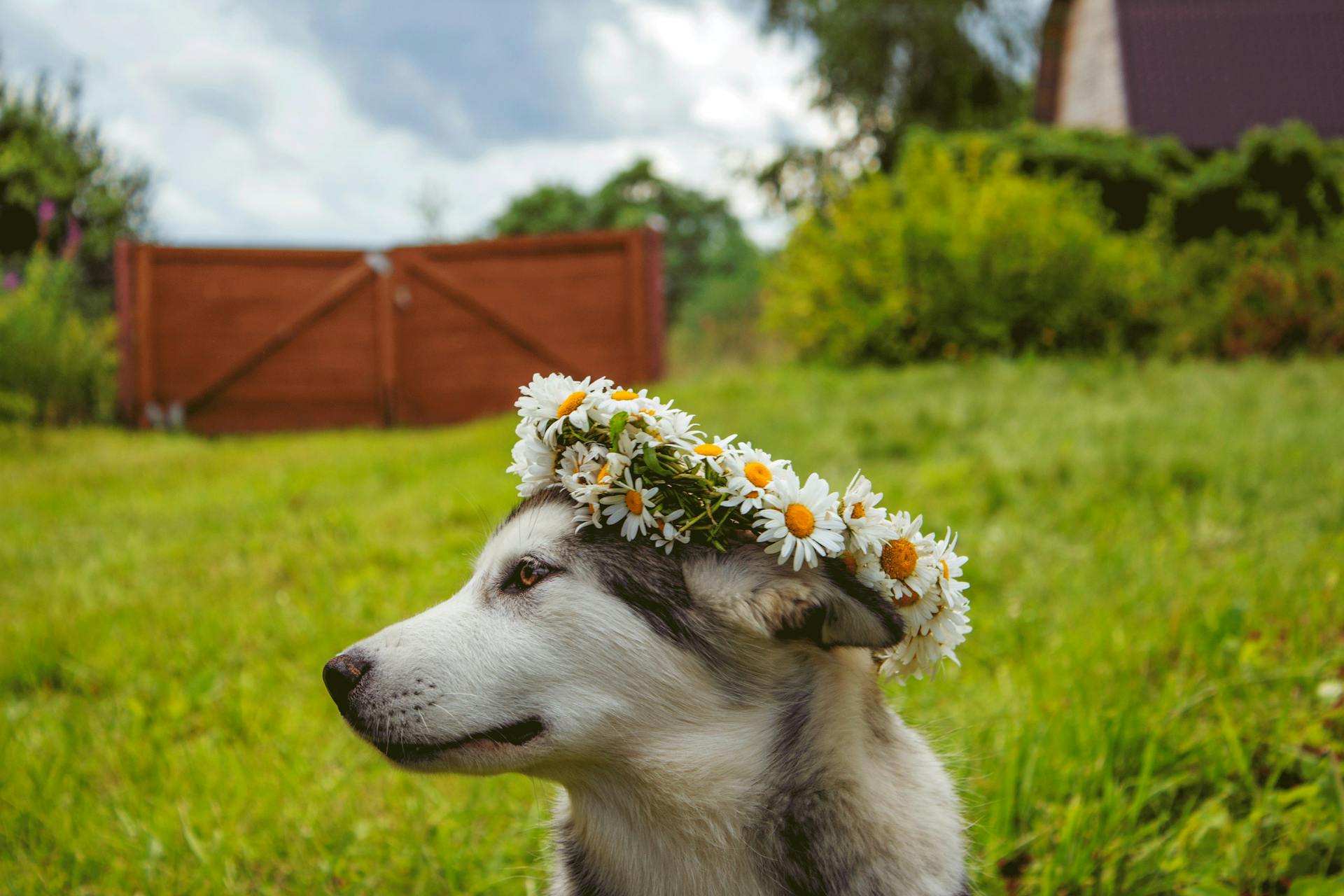 Sibirisk huskyvalp på grönt gräs